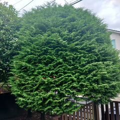 草刈り・芝刈りでお困りの方、是非ご相談ください！
