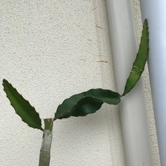 ドラゴンフルーツの苗木の画像
