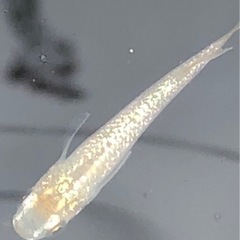 スーパーラメ　若魚10匹　サバンナ様から購入