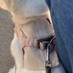 猫　ハーネス　の画像
