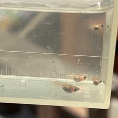 【決まりました】パンダダルマと半ダルマ　5匹の画像