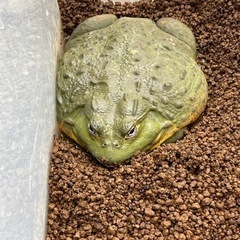 アフリカウシガエル　
