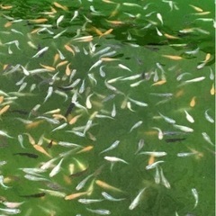 メダカ掬い中止のお知らせ