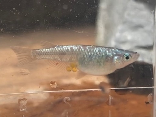 めだか稚魚ブルースターダスト10匹