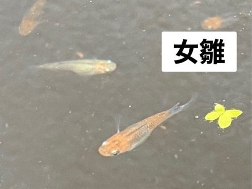 めだか女雛の卵20個＋α