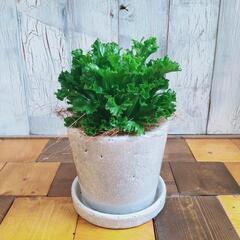 【観葉植物】アスプレニウム　　レズリー　受皿付