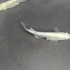 メダカ　マリアージュ　幼魚　2ペア+1