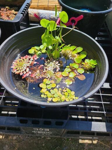 ビオトープ 睡蓮鉢付き水草4種スターターセットB☆希望の方にはメダカ サービス！