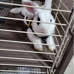 半年のうさぎくん　ミニウサギ