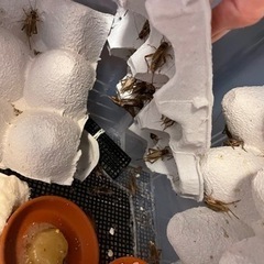 ヨーロッパイエコオロギ　30-40匹かそれ以上