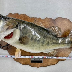 ブラックバス 剥製 琵琶湖産 ルアー 引取限定 現状渡し