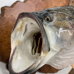 ブラックバス 剥製 琵琶湖産 ルアー 引取限定 現状渡し