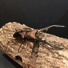 [だいさん取引中]パープル☆メタリフェルホソアカクワガタ 幼虫