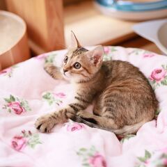 【里親決定】人間大好きなふわぁ～っとした女の子