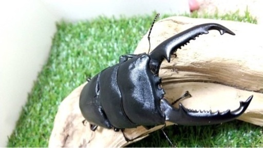 購入者決定しました