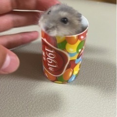 【ありがとうございます🐹決定しました】ハムスター　オス1匹