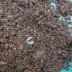 オキナワカブトムシ幼虫7匹（初齢）