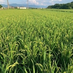 R4年産　キヌヒカリ