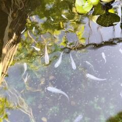 アオメダカ　青メダカ  10匹　