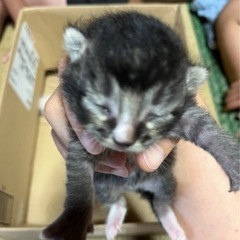 子猫