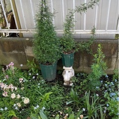 9月10日まで‼︎つる薔薇【夢乙女】