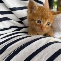 生後約1ヶ月オスの子猫、里親募集中です！