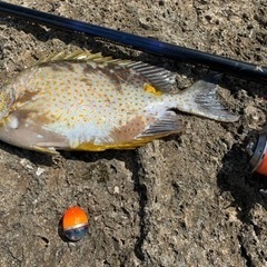 釣り仲間募集ー！
