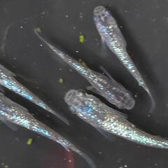 メダカ　サファイア1ペア若魚　大型トランポリン完備！