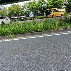 お庭に雑草が生えてる方必見