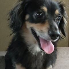 トライアル中です。チワワとダックスのミックス犬　オス　7歳です。