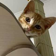人気の茶トラくん😾3ヶ月の男の子2匹✨💛仲良し兄弟