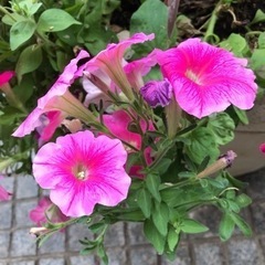 着付け教室開催中。