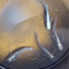 メダカ　ブラックスワン1ペア+オス1    値下げしましたの画像