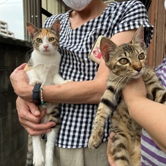 お陰さまで里親さま決まりました