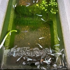 御室めだかの画像