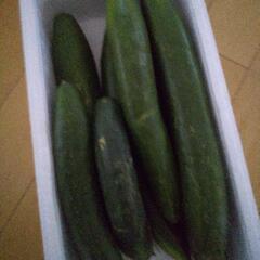 大きなサイズのきゅうり⭐️夏野菜セットあります