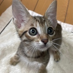 里親様決定！甘えん坊のラーク♂