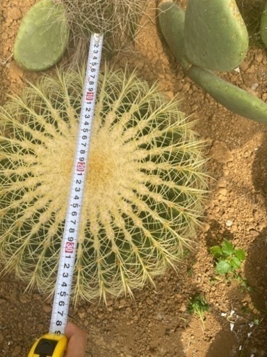 特大金鯱