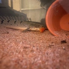 古代魚、熱帯魚の餌