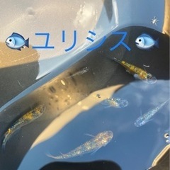 🐟🐟🐟ユリシスメダカ🐟🐟🐟の画像