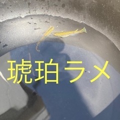 🐟🐟🐟琥珀ラメメダカ🐟🐟🐟の画像