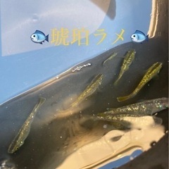 🐟🐟🐟琥珀ラメメダカ🐟🐟🐟の画像