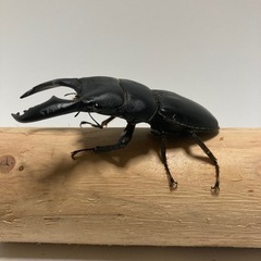 スマトラヒラタ