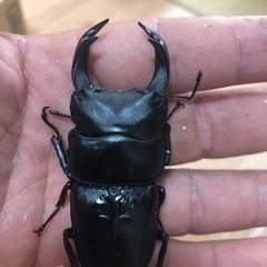 久留米オオクワガタ幼虫　1頭　450円