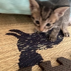 兄弟2匹一緒にもらって頂ける方、大切にして頂ける方宜しくお願いします。