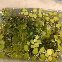 水草…マツモ