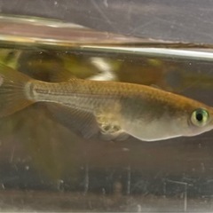 黒メダカの卵、針子の画像