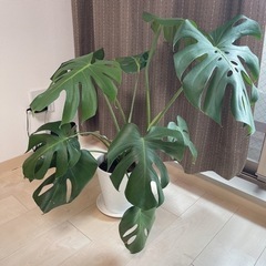 【SOLD★】観葉植物　モンステラの画像