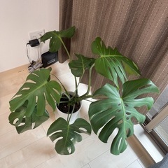 【SOLD★】観葉植物　モンステラの画像