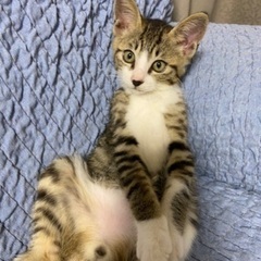 元気いっぱいの男の子です。